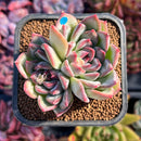 succuplanty129.jpeg