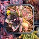 succuplanty139.jpeg