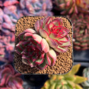 succuplanty154.jpeg