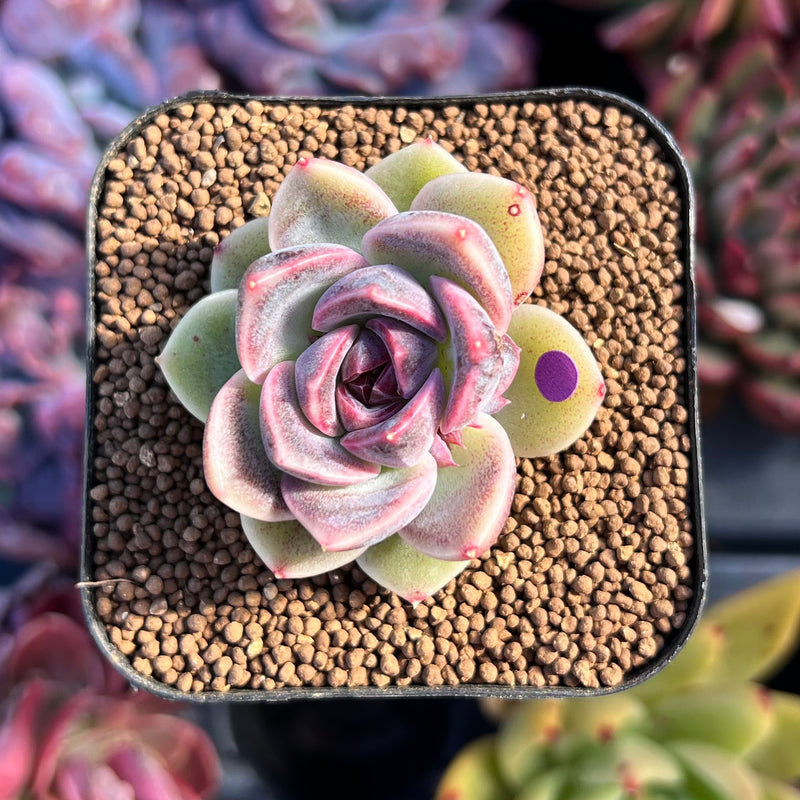 succulent lavender Echeveria 'Lavender Rose' 1"-2" New Hybrid Succulent Plant