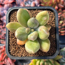 succuplanty188.jpeg