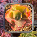 succuplanty195.jpeg