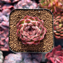 Echeveria 'Blood Maria' Seed Grown Hybrid 1"-2" Succulent Plant