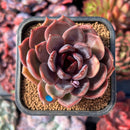 succuplanty206.jpeg