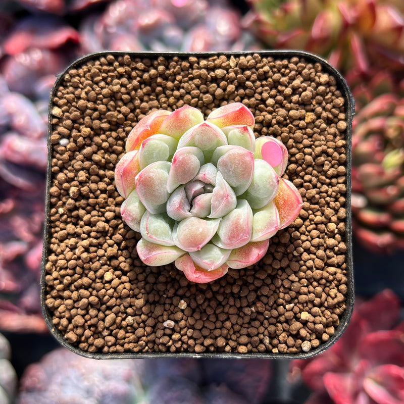 dropped succulent Echeveria 'Albi Drop' 1" Succulent Plant – True Succulents Plant Co