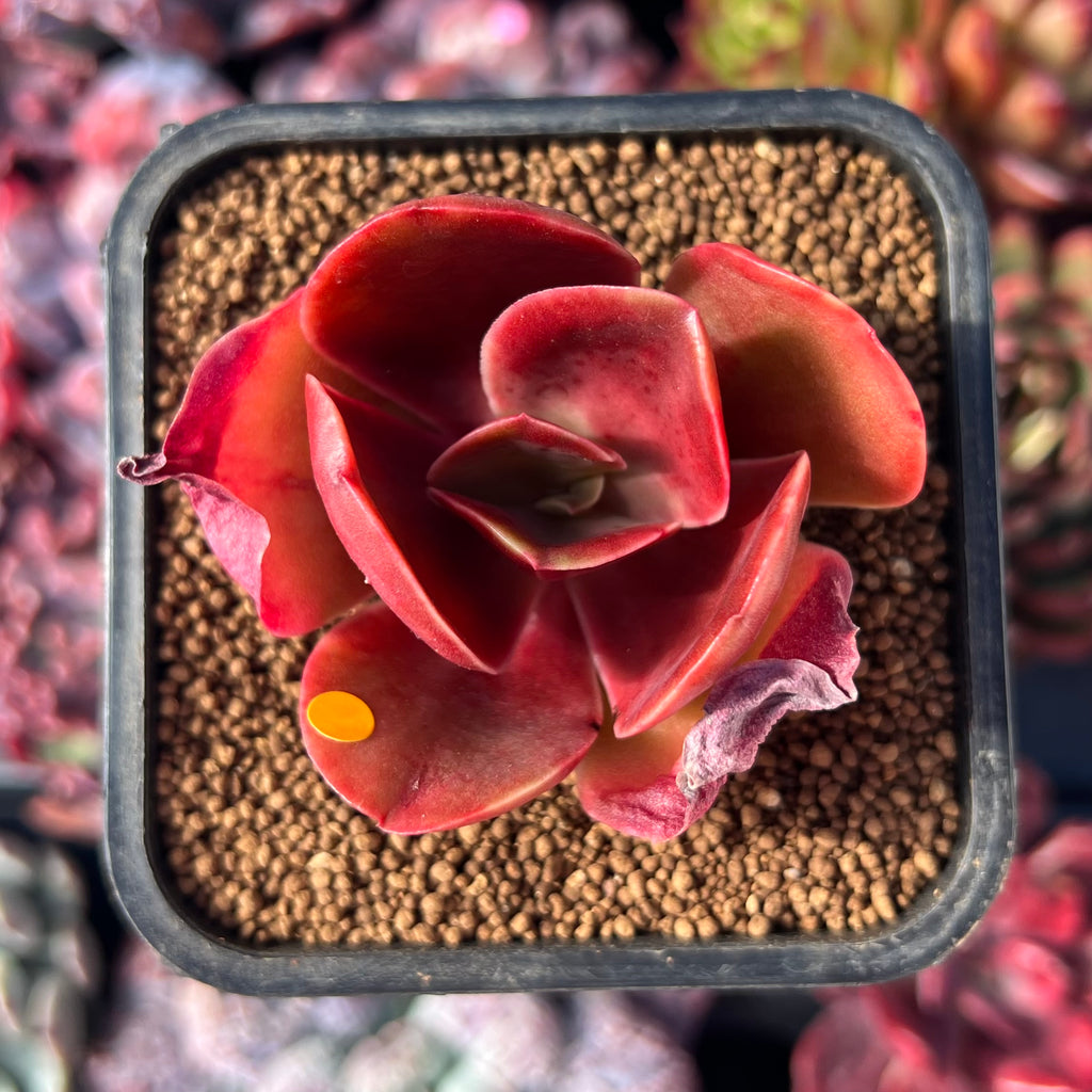 Echeveria 'Fireball' 1