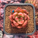 succuplanty254.jpeg