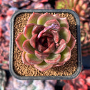 succuplanty258.jpeg