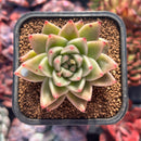 succuplanty264.jpeg