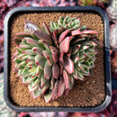 succuplanty266.jpeg