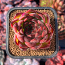 succuplanty270.jpeg