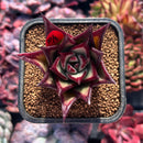 succuplanty275.jpeg