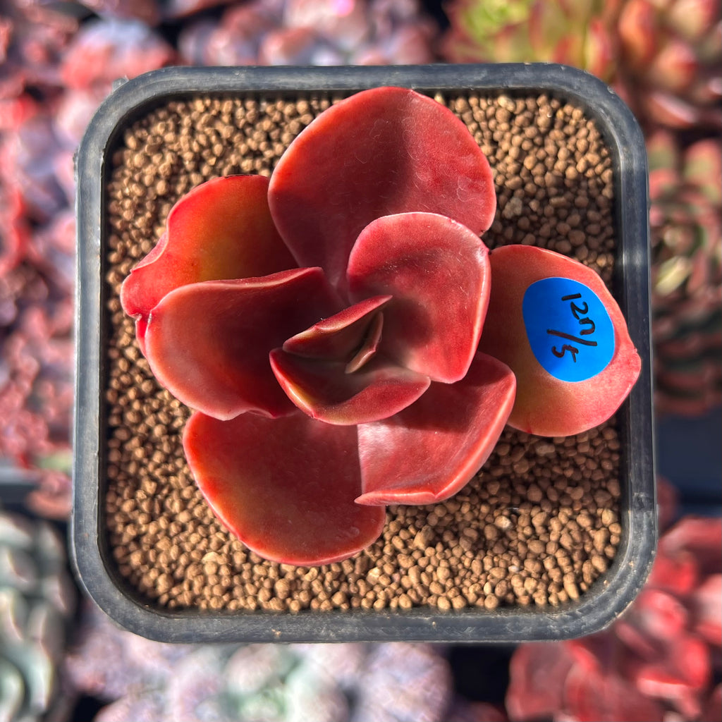 Fireball Su Echeveria 'Fireball' 1