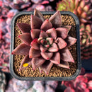 succuplanty287.jpeg