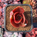 succuplanty311.jpeg