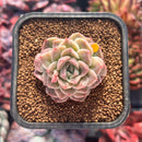 succuplanty317.jpeg