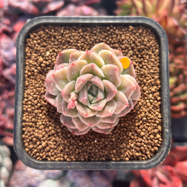 Echeveria 'Blazer' Mutated 2
