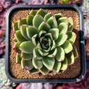 succuplanty320.jpeg