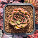 succuplanty333.jpeg