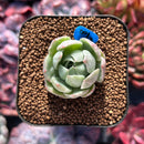 Echeveria 'Queens Maria' Variegated 1" Succulent Plant