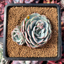 Echeveria 'Mont Blanc' 2"-3" Cluster Powdery Succulent Plant
