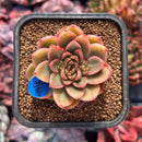 succuplanty347.jpeg