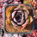 succuplanty352.jpeg