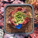 succuplanty353.jpeg