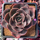 succuplanty355.jpeg
