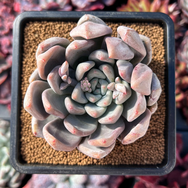 Echeveria 'Sugar' 2