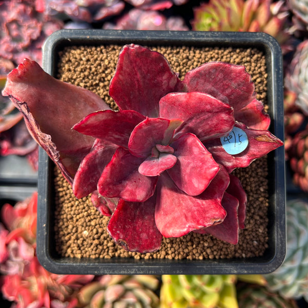 diamond variegata Echeveria 'Diamond State' Variegated 3