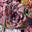succuplanty374.jpeg