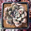 succuplanty376.jpeg