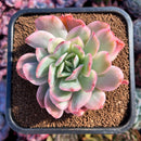 succuplanty37.jpeg