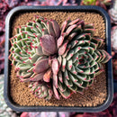succuplanty381.jpeg