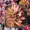 succuplanty383.jpeg