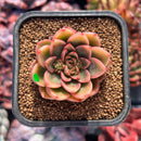succuplanty405.jpeg