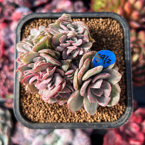 suyeon succulent Echeveria 'Suyeon' Variegated 2"-3" Cluster Succulent Plant – True Succulents Plant Co