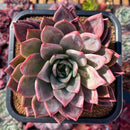 succuplanty408.jpeg