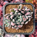 succuplanty415.jpeg