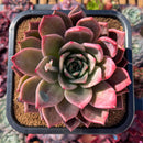 succuplanty417.jpeg