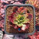 succuplanty420.jpeg