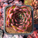 succuplanty423.jpeg