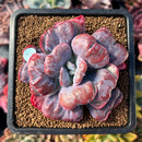 succuplanty44.jpeg