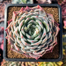 succuplanty45.jpeg