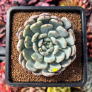 succuplanty50.jpeg
