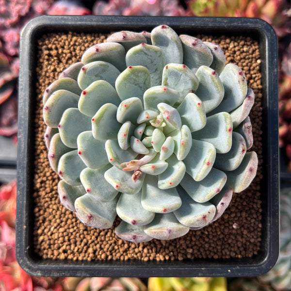 white panda succulent Echeveria 'White Panda' (Not E. 'Viyant') 2"-3" Succulent Plant – True Succulents  Plant Co