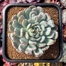 succuplanty59.jpeg