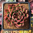 succuplanty60.jpeg