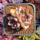 succuplanty70.jpeg